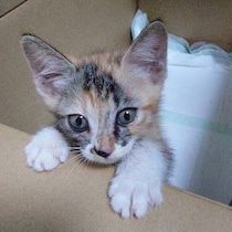 倉庫脇の廃パイプの中で見つかった子猫→生後7カ月になった「とにかく元気」な姿にほっこり