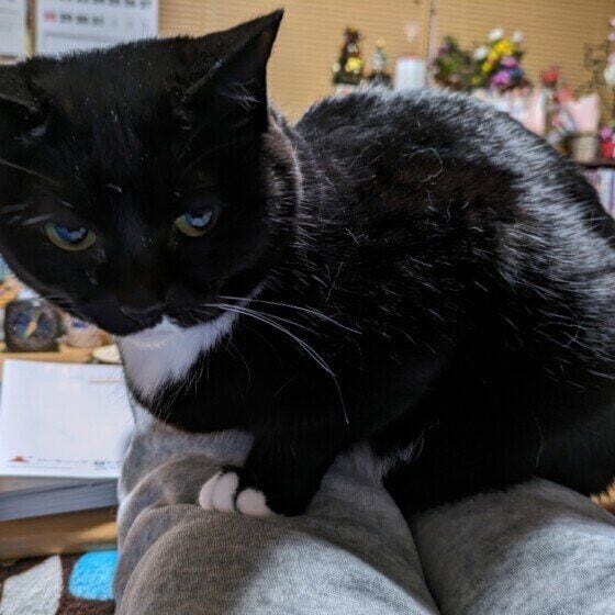 まゆ  足の上に乗るまゆの満足顔