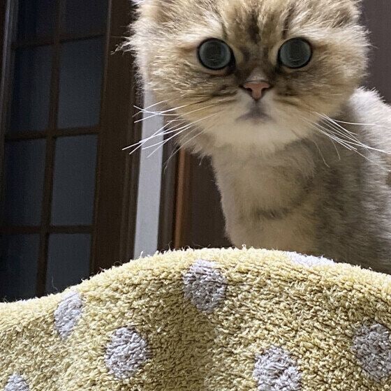 ぽこ  ペルシャな〜に〜？