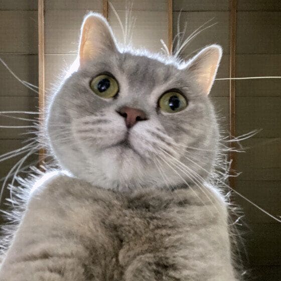 mignon  マンチカン　どうしたの