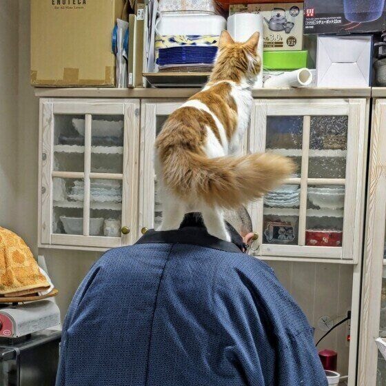 ジョシュア  ノルウェージアンフォレストキャットいつのまにか背中に