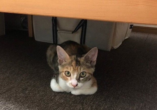 香箱座りをする生後4カ月の猫