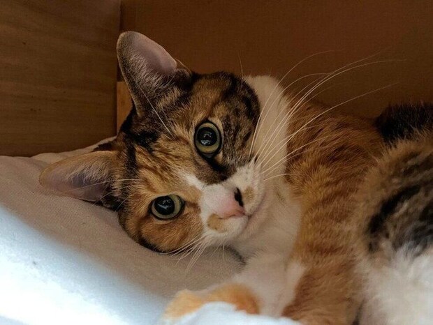 飼い主を見つめる猫