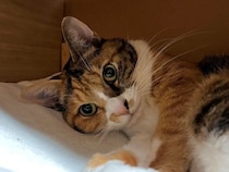 夜中に猛スピードで走り回っていた保護子猫→落ち着いて寝るようになり、5才の今は「いてくれることがありがたい存在」に！