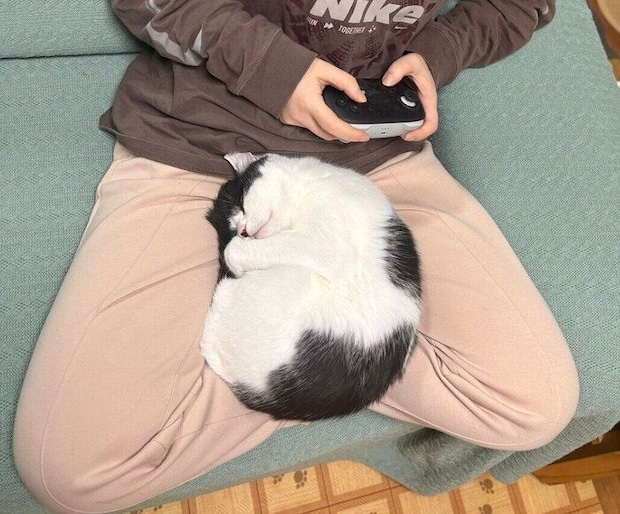 ゲーム中の飼い主さんの膝の上で眠るむすびくん
