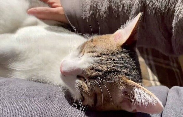 飼い主さんの太ももの横でくつろぐくろみつくん