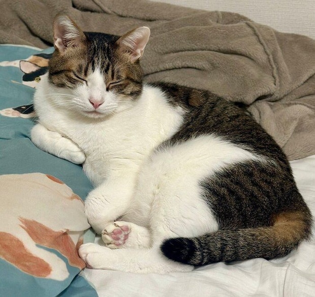 飼い主さんの枕を使うくろみつくん