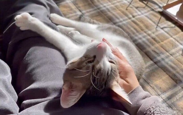 飼い主さんの太ももの横でくつろぐくろみつくん