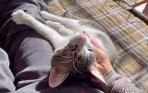 新しい環境にビビり倒していた保護子猫→2カ月後にはベタベタの甘えん坊に！　5才の今は腕枕が定位置