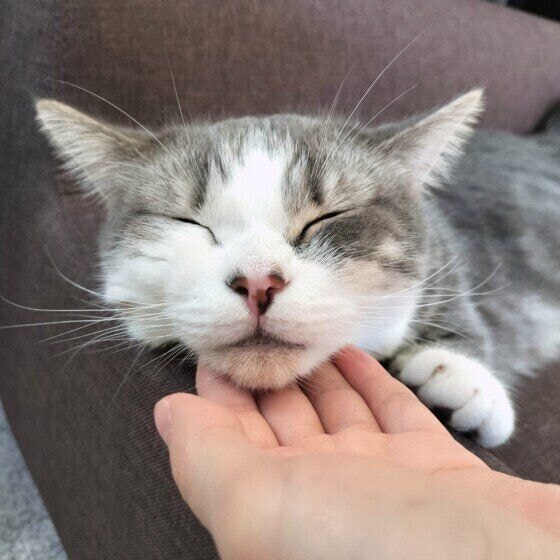  ゆきち撫でるの止めないでにゃ〜