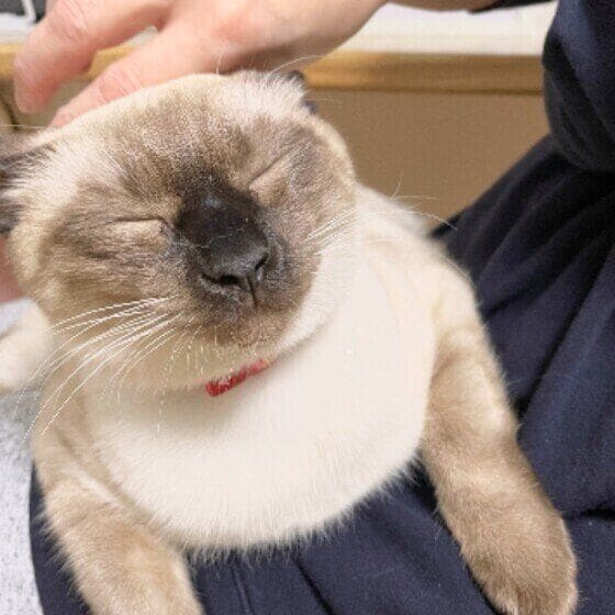 小春 シャム私の膝に乗って来て