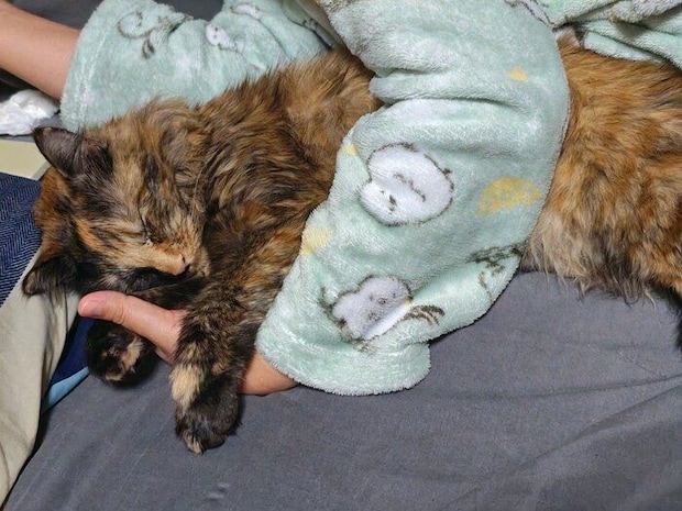 飼い主に寄り添って寝る猫