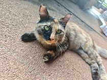 やせ細っていた野良猫を保護→半年後、人懐っこさが魅力的な「とても可愛い娘」のような存在に！