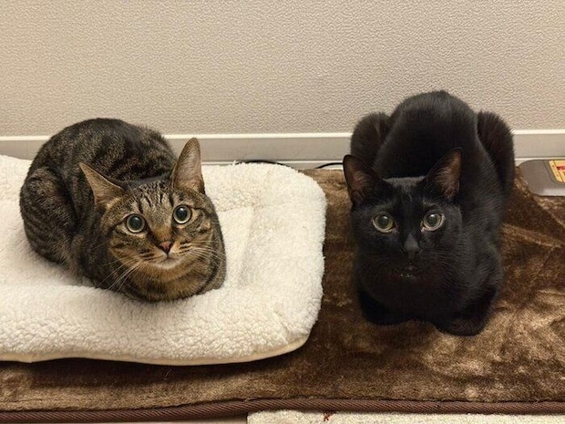 仲よく並ぶロピくんとショビくん