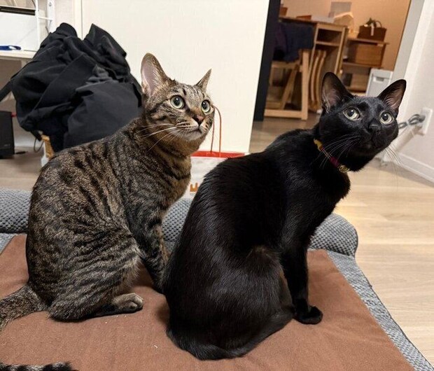 振り向き方がシンクロするロピくんとショビくん