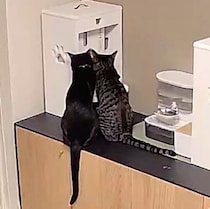 外出先でのぞいたペットカメラの映像にキュン　仲よし猫がかわいくて抱きしめたくなる