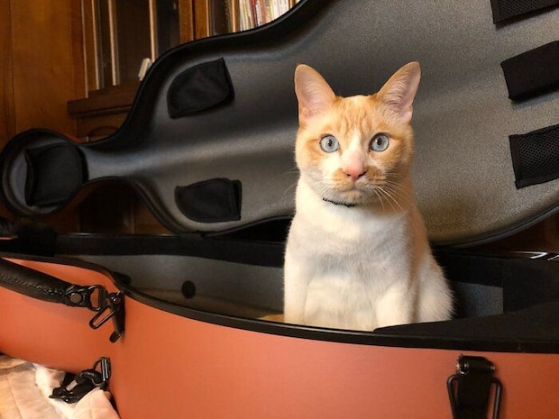 チェロのケースでくつろぐフィルくん