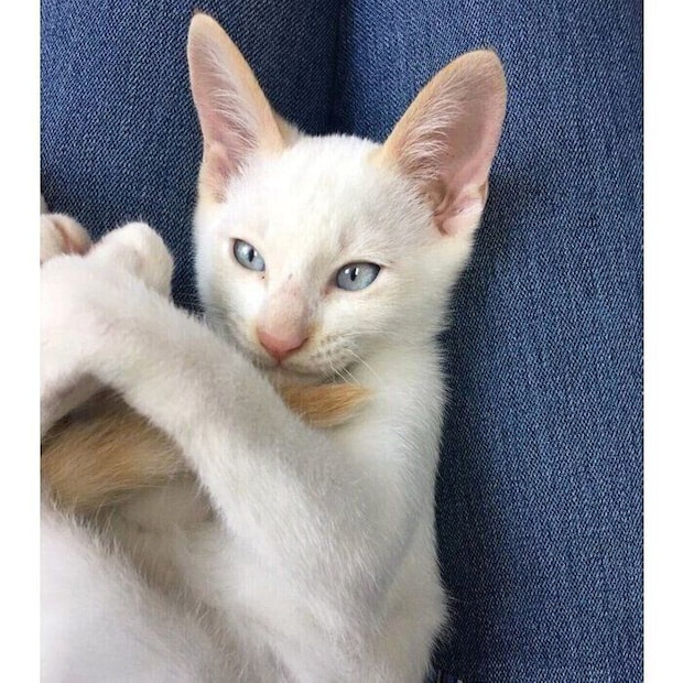 動物愛護センターで初めて会ったときのフィルくん