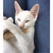 動物愛護センターで出会った白っぽい子猫→8才の今は「笹かま猫」に！　“おいしそうな焼き色”の変化がかわいい