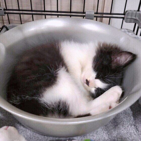 アンモニャイトで眠るそらくん