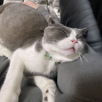 猫と暮らし始めて幸福度は上がった？　幸せを感じる瞬間も飼い主さんに聞いた