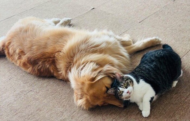 れも吉ちゃんの顔を枕にするちま吉ちゃん