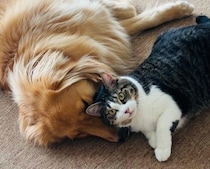 ゴールデンの顔を“枕”にする猫　仲良しすぎる光景に「すごい信頼関係」とほっこり！