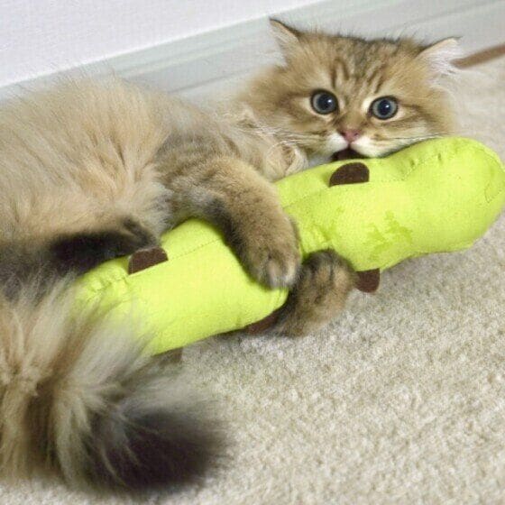  ホップ  ペルシャ