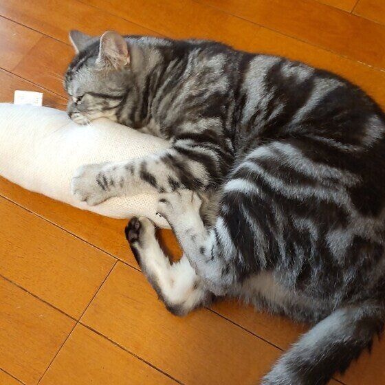 れお  アメリカンショートヘア