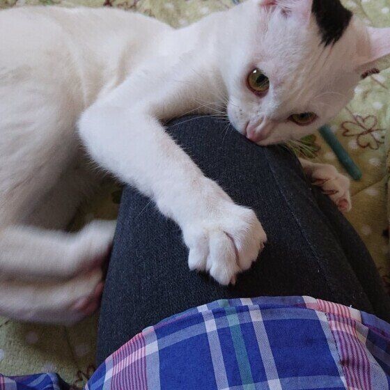 ゆきみ  MIX　黒×白　飼い主の膝を、夢中でかみかみ&けりけり