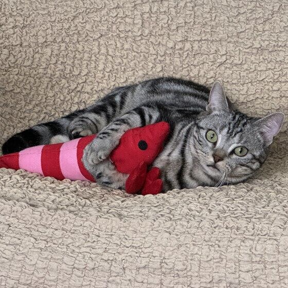 シャル  アメリカンショートヘア