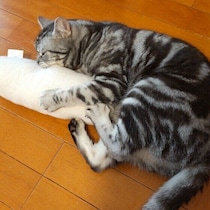 猫が遊び中に急にけりけり！　行動の理由を獣医師が解説！