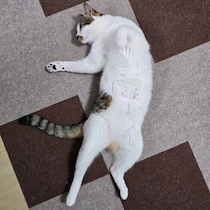 愛猫はどんなとき“ヘソ天”する？ “ヘソ天”する猫の心理を獣医師に聞いた！