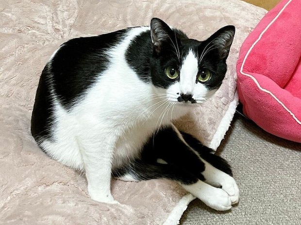 座り方が「e」に見えるててちゃん