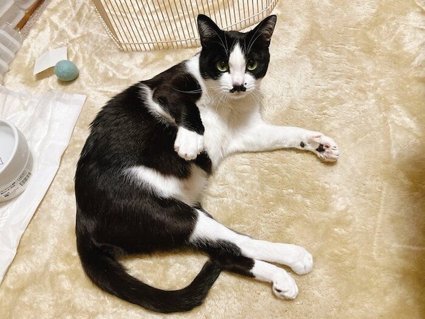 寝転がるててちゃん