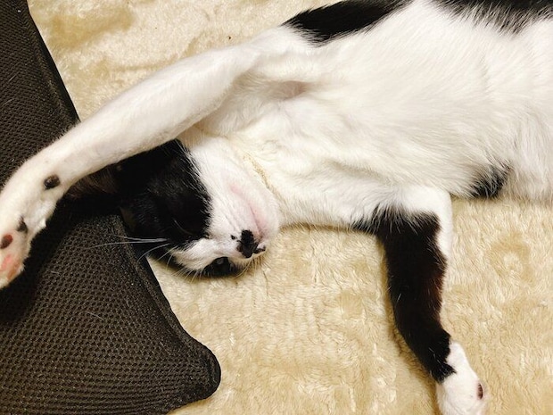 スヤスヤ眠るててちゃん