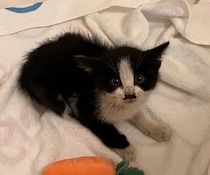 カラスに襲われていた下半身麻痺の子猫を保護→2才の今、「すべての時間が幸せ」と思える存在に