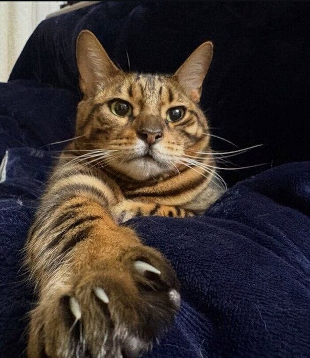 くつろいでいるベンガル