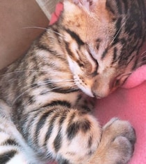 あどけない顔をした生後約3カ月の子猫→大きな体に成長し、7年後の今は「いない生活が考えられない大切な家族」に！