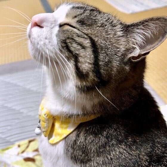 目を閉じるキジトラ猫