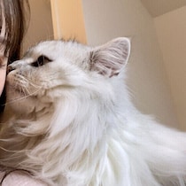 甘えたい？かまってほしい？　猫が「鼻チュー」する心理を獣医師が解説