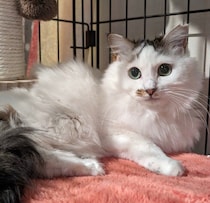 お迎え当初はビビりで繊細だった2才の保護猫　4才の今では家族に心を開き、甘える姿にほっこり