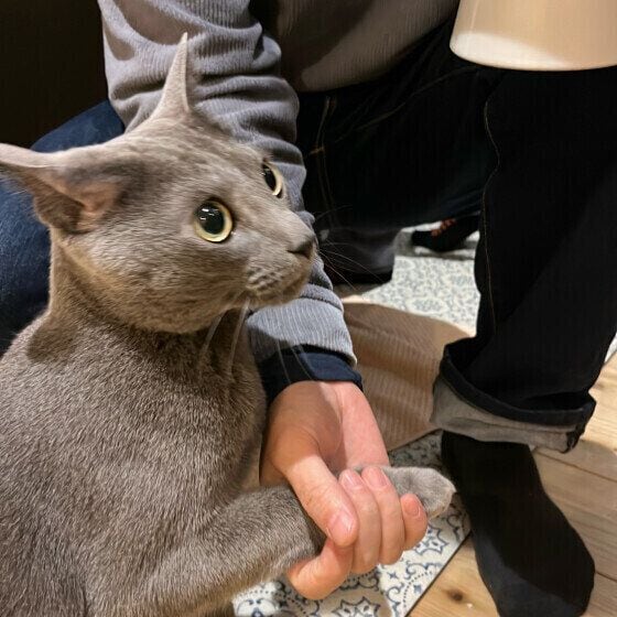 ロシアンブルーのグレアくん