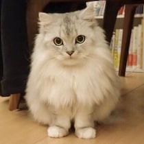 オテやマテ、オスワリができる猫も？ 猫が芸をする理由を獣医師に聞いた！