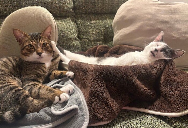 ガラシャちゃんに顔を蹴られるのぶながくん