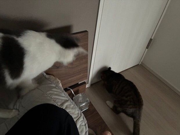 探検するのぶながくんの様子をそばでうかがうガラシャちゃん