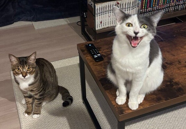 サイレントニャーをするガラシャちゃん