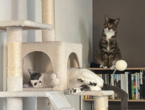 じっと見つめるのぶながくん、ガラシャちゃん