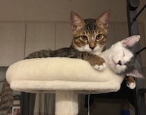 保護当時は“シャーシャー猫”だった子猫→生後10カ月の今、相棒とともにのびのび育ち“サイレントニャー”で甘えるコに！