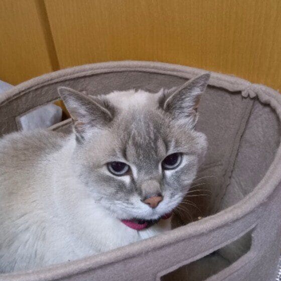 福  フェルトバッグの中がお気に入り